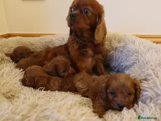Cavapoo dogs 4 beautiful red cavapoo puppies available - Advert 1