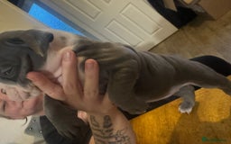Olde English Bulldogge dogs for sale: English bulldogs  - Image 30