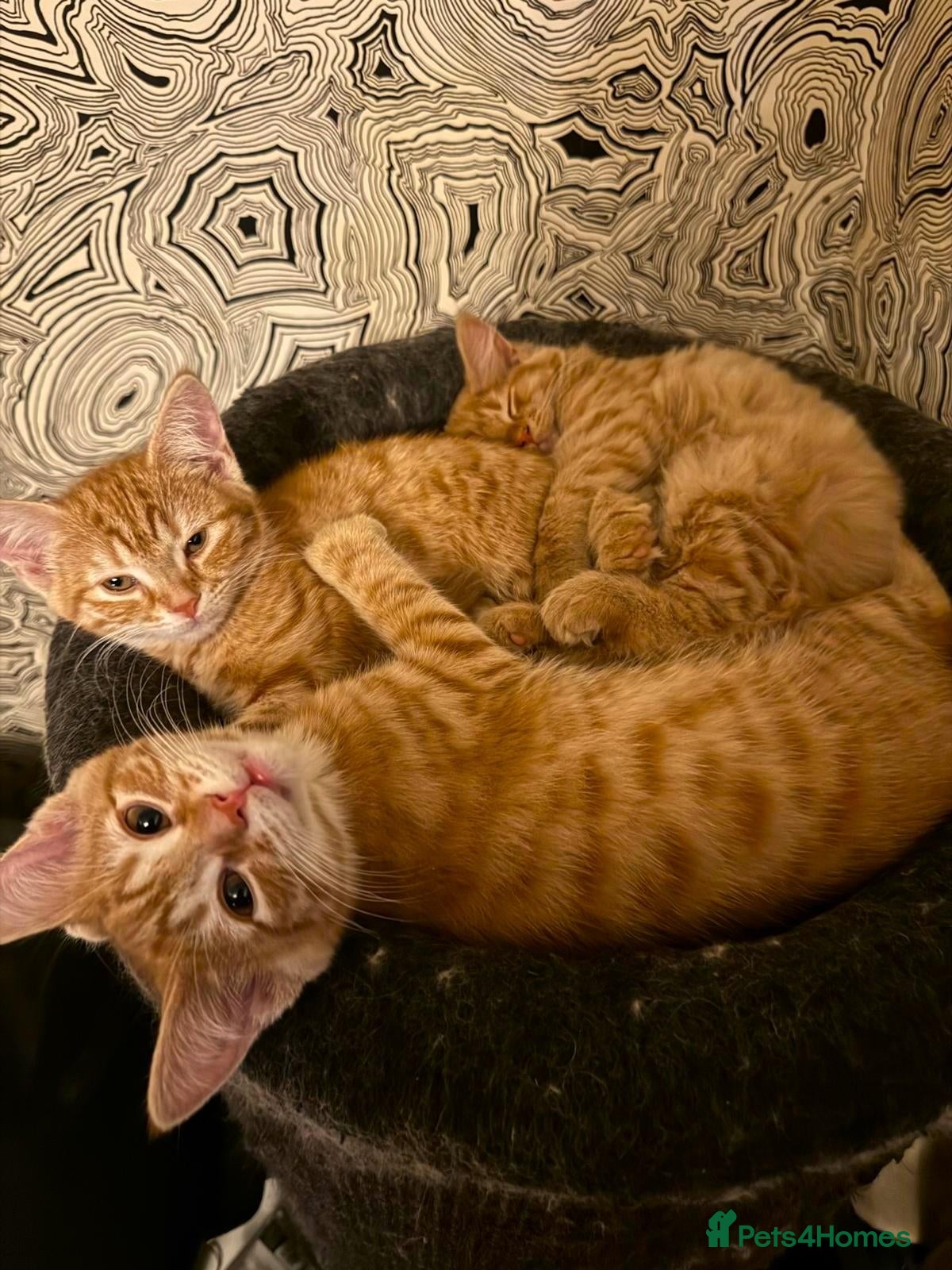 Mixed Breed cats Gorgeous Gingers– Vaccinated + 4 Weeks Insurance - Advert 1