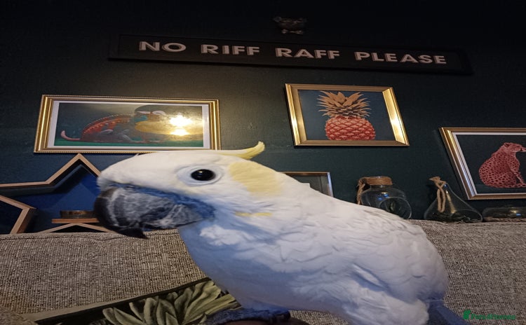 Cockatoo birds - Advert 1