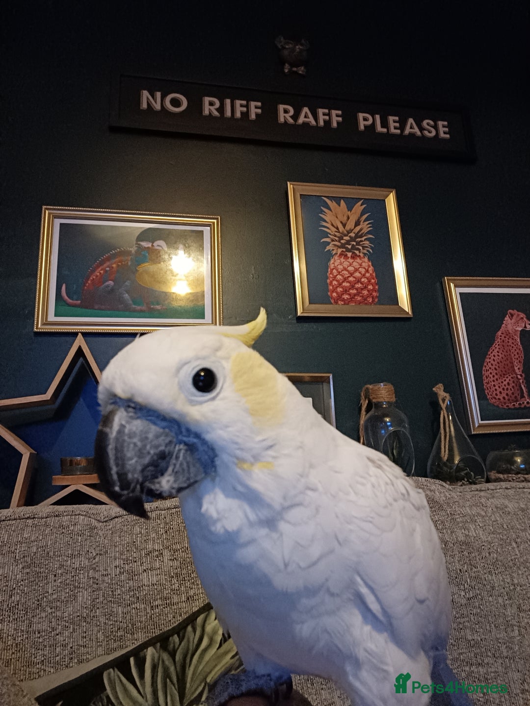 Cockatoo birds for sale: Cockatoo  - Advert 2