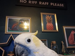 Cockatoo birds - Advert 2