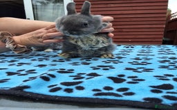 Netherland Dwarf rabbits for sale: 3 Netherland Dwarf bunnies ready 4 forever homes  - Image 13