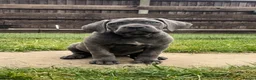 Cane Corso dogs for sale: Grand Champion Cane corso puppies - Advert 10