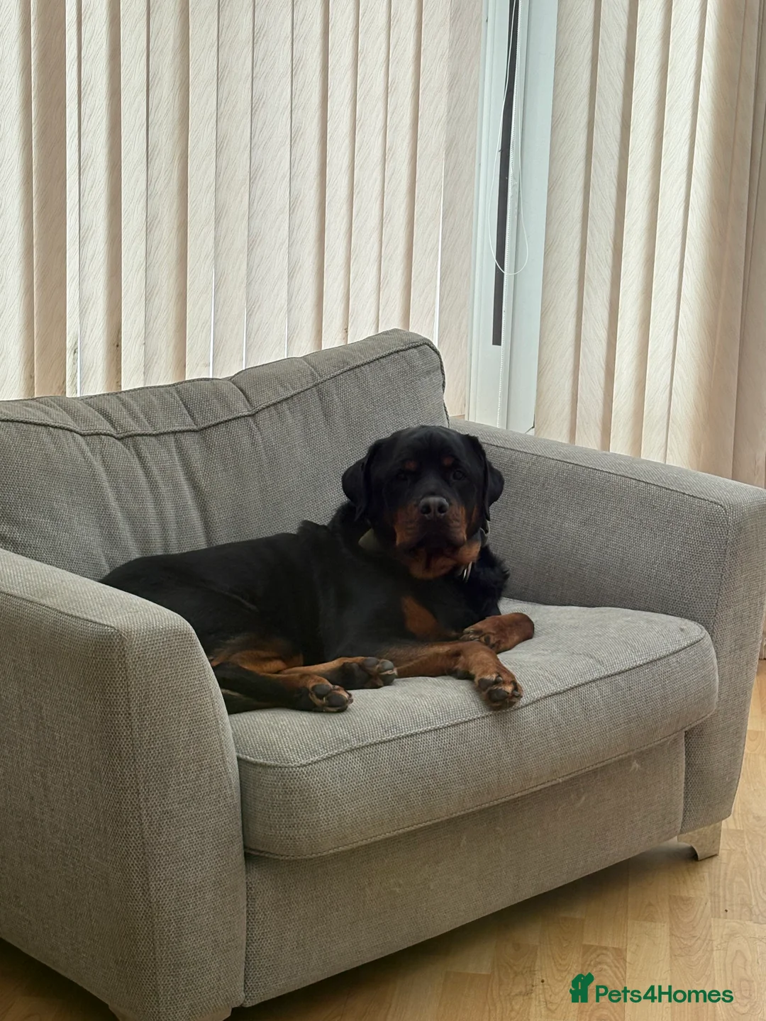 Rottweiler dogs for sale: Rehoming our 3 year old Rottweiler  in Sutton Coldfield - Advert 5