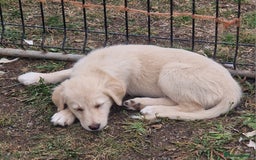 Mixed Breed dogs for sale: Stunning rough coated lurchers - Image 4