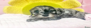 Cavapoo 2