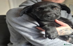 Mixed Breed dogs for sale: Mastiff x rottweiler  - Image 4