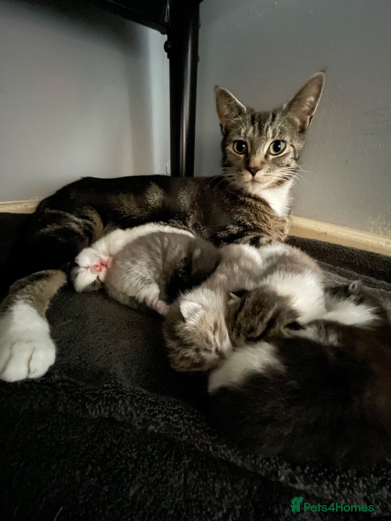 Mixed Breed cats Two beautiful black & white female kittens - Advert 6