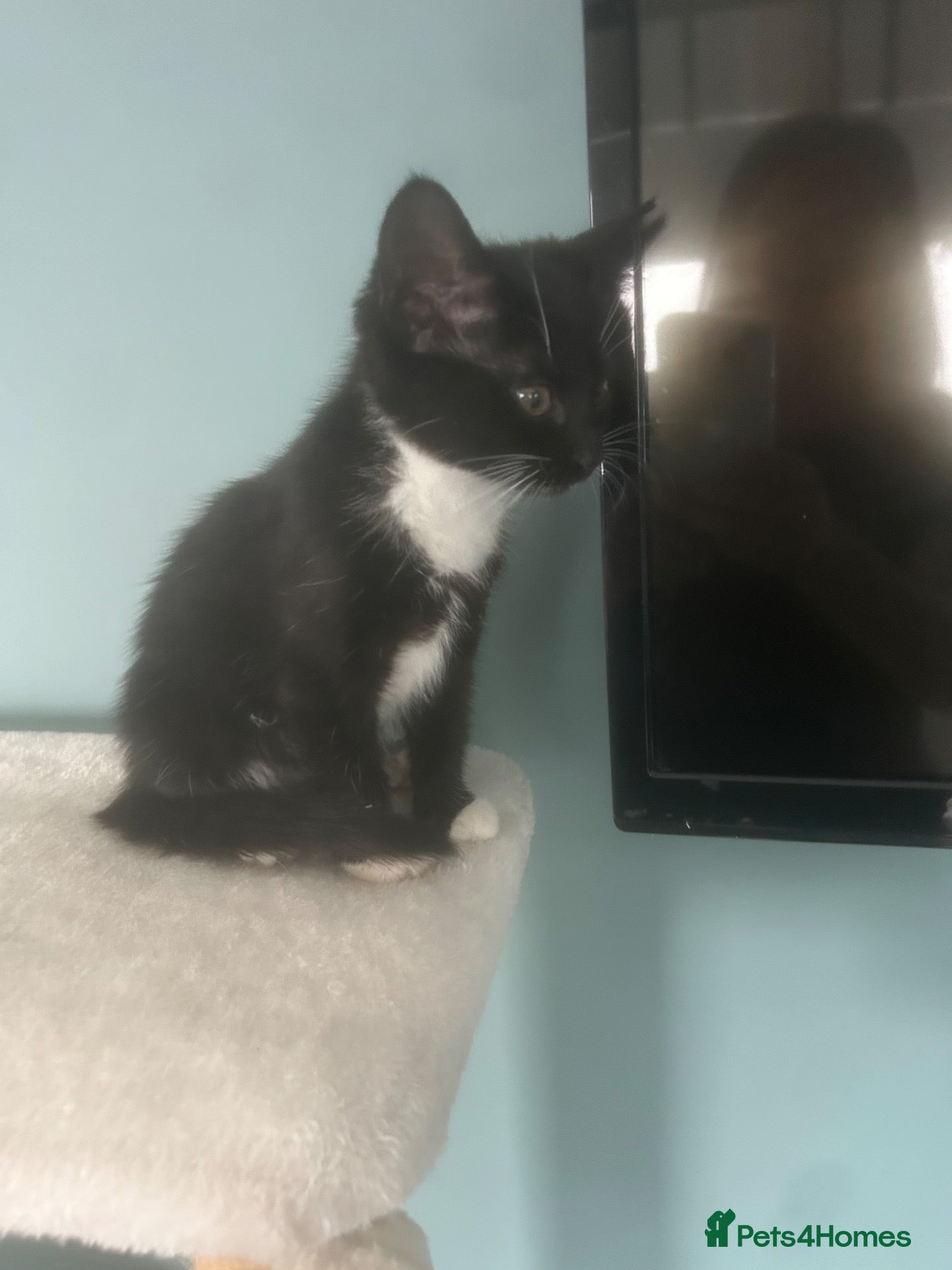 Domestic Shorthair cats Beautiful female kitten for sale - Advert 14