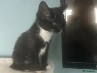 Domestic Shorthair cats Beautiful female kitten for sale - Advert 14
