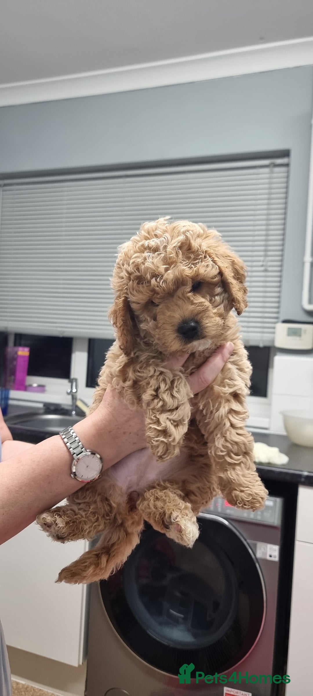 Cockapoo dogs for sale: 2 beautiful f2 Cockapoo puppies - Advert 4