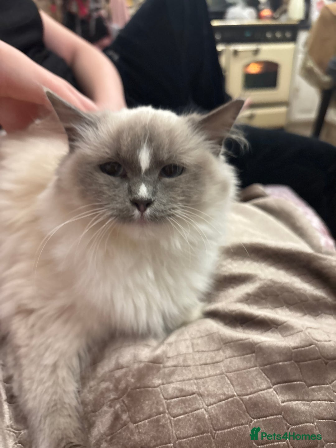 Ragdoll cats for sale: Ragdoll Kittens - Image 10