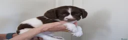 English Springer Spaniel dogs for sale: A Lovely Litter of English Springer Spaniels - Advert 5