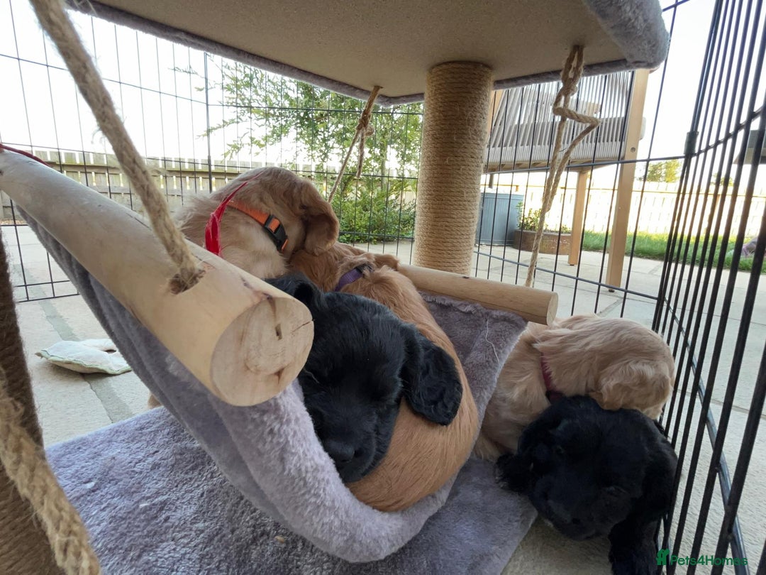 Cocker Spaniel dogs for sale: Gorgeous KC Working Cocker Spaniel Puppy Available - Image 34