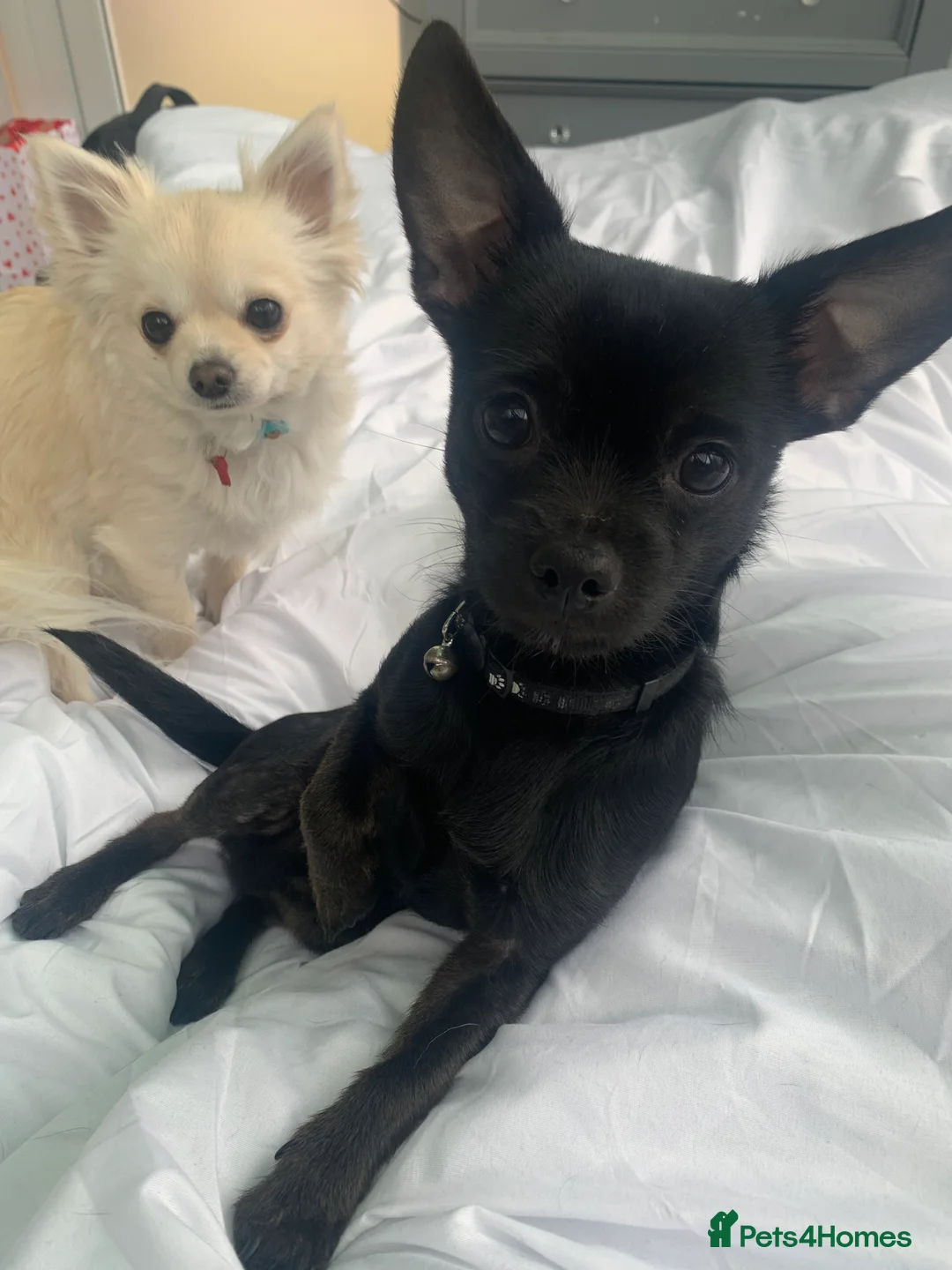 Chihuahua dogs for sale: 3 year old chihuahua boy - Advert 6