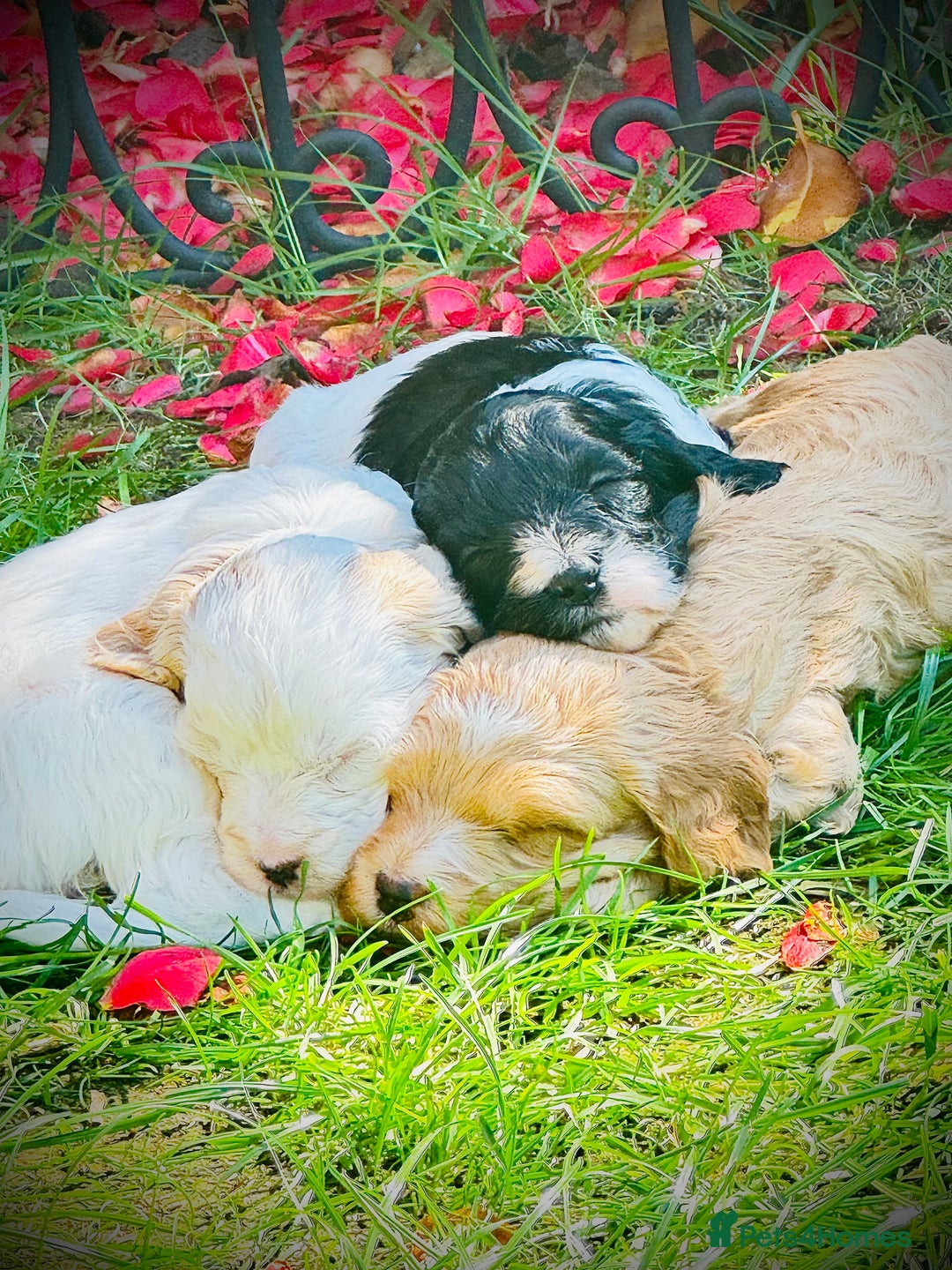 Cockapoo dogs for sale: 2 left! Will you be my forever home? F2 cockapoos  - Image 8