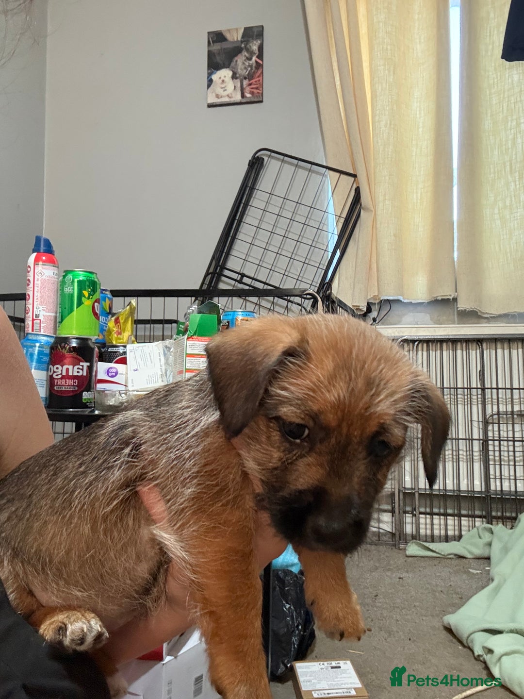 Jack Russell dogs for sale: Jack Russell puppies  - Advert 4