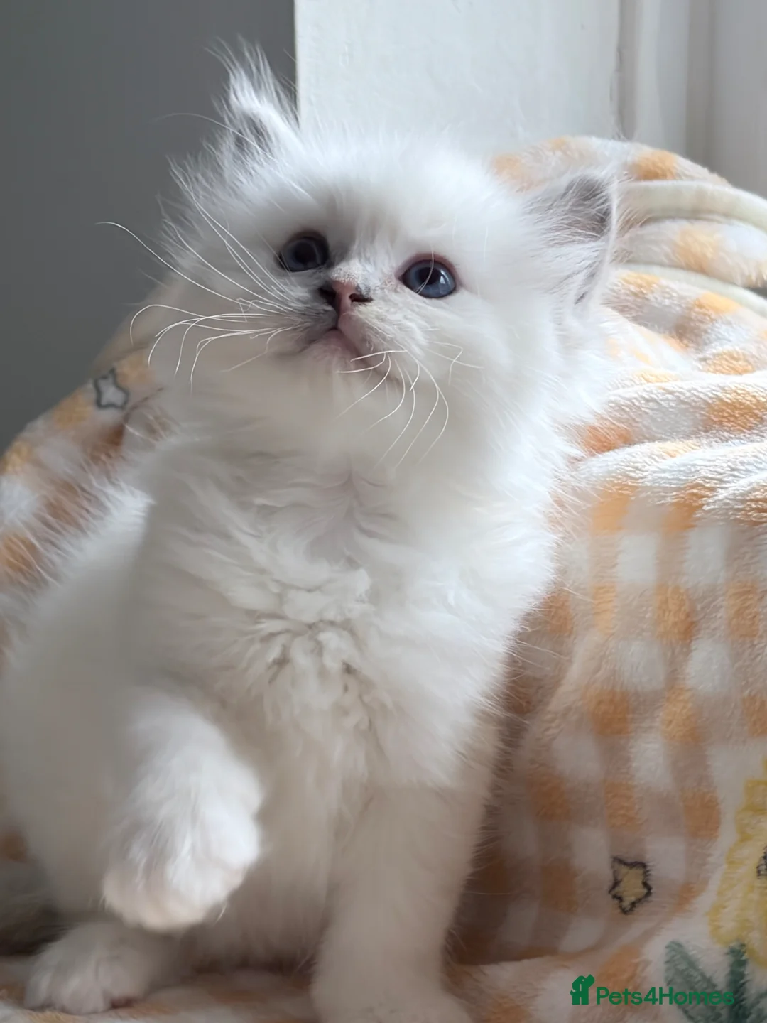 Ragdoll cats for sale: TICA Registered Blaze Red colour Ragdoll Kittens - Advert 33