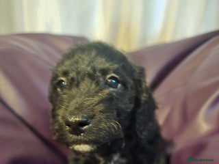 Mixed Breed dogs READY TO LEAVE LAST BOY AVAILABLE - Advert 6