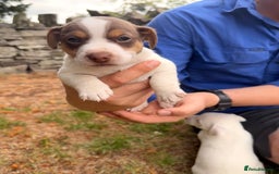 Jack Russell dogs for sale: 3 Male Jack Russell Pups - Image 4