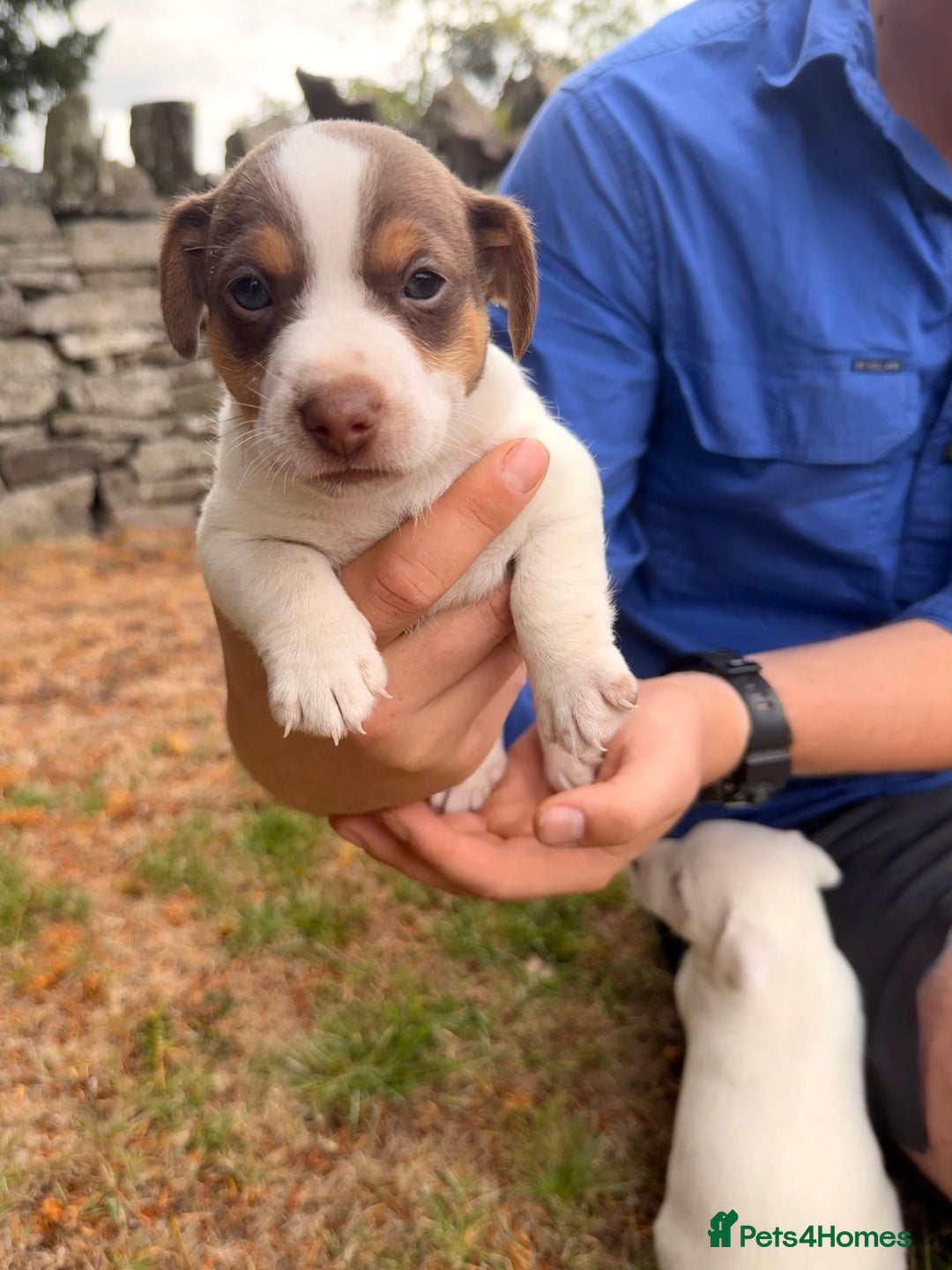 Jack Russell dogs for sale: 3 Male Jack Russell Pups - Image 4