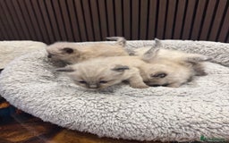 Ragdoll cats for sale: Stunning Ragdoll Kittens Ready soon - Image 6