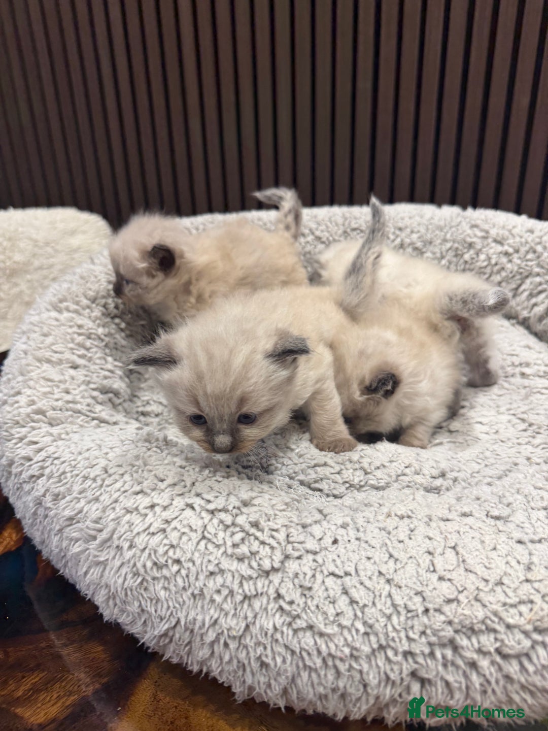 Ragdoll cats for sale: Stunning Ragdoll Kittens Ready soon - Image 6