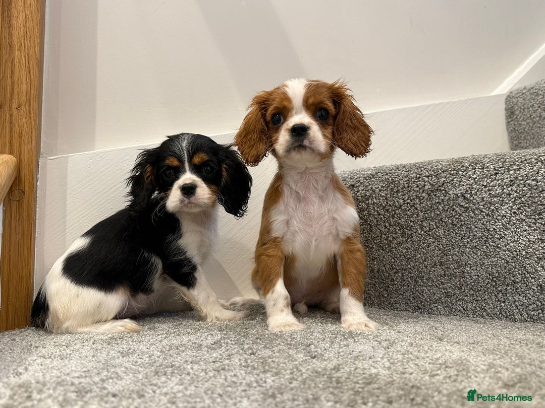 Cavalier King Charles Spaniel dogs for sale: Cavalier puppies  - Image 3