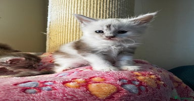 Maine Coon cats - Advert 1