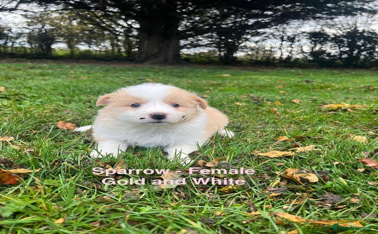 Border Collie dogs - Advert 1