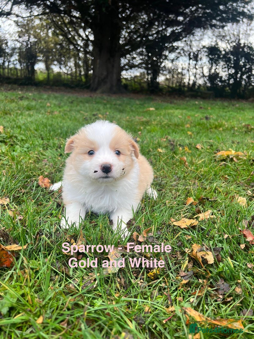Border Collie dogs for sale: Pure Bred Border Collie Puppies For Sale - Image 1
