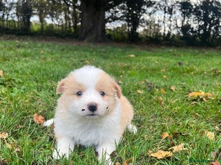 Border Collie dogs - Advert 6