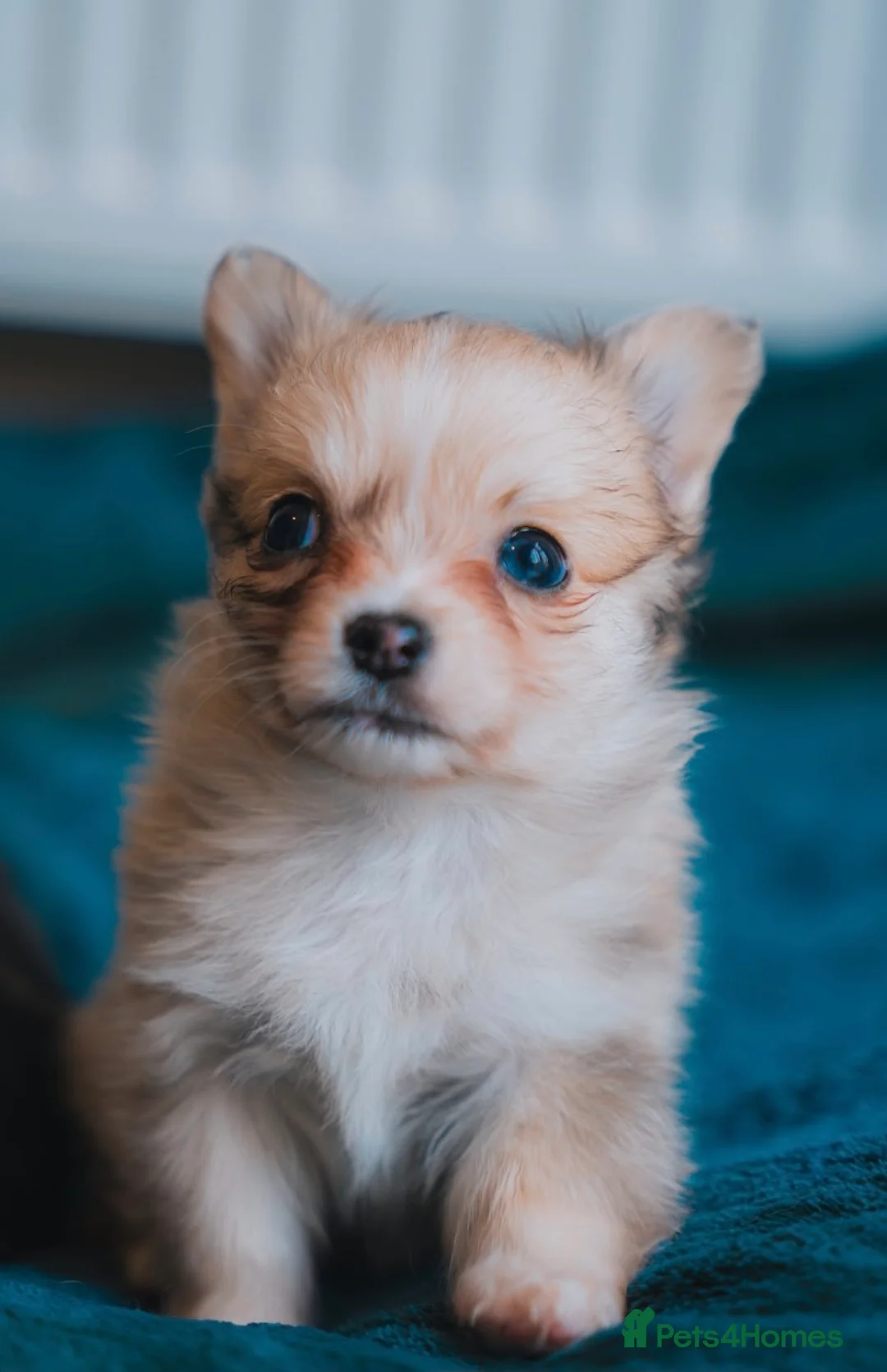 Chihuahua dogs for sale: Long haired chihuahua  - Advert 8