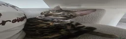 Bengal cats for sale: Beautiful Bengal Kittens, Ready now  - Advert 22
