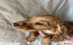 Cocker Spaniel dogs for sale: Gorgeous working Cocker Spaniel puppies - Image 7