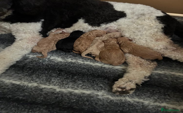 Standard Poodle dogs - Advert 1