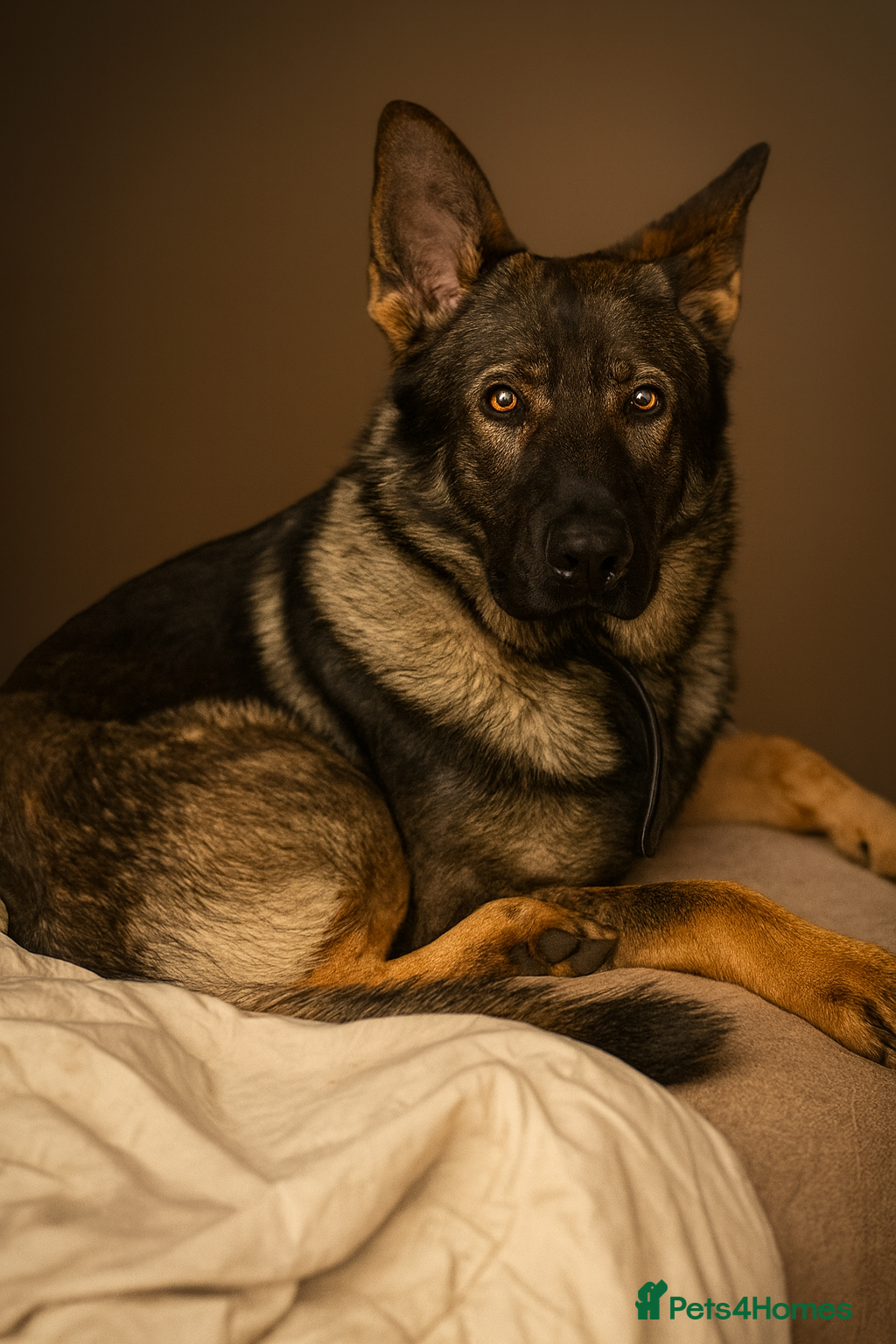 German Shepherd dogs Stunning Working-Line GSD Needs A Forever Home! - Advert 1