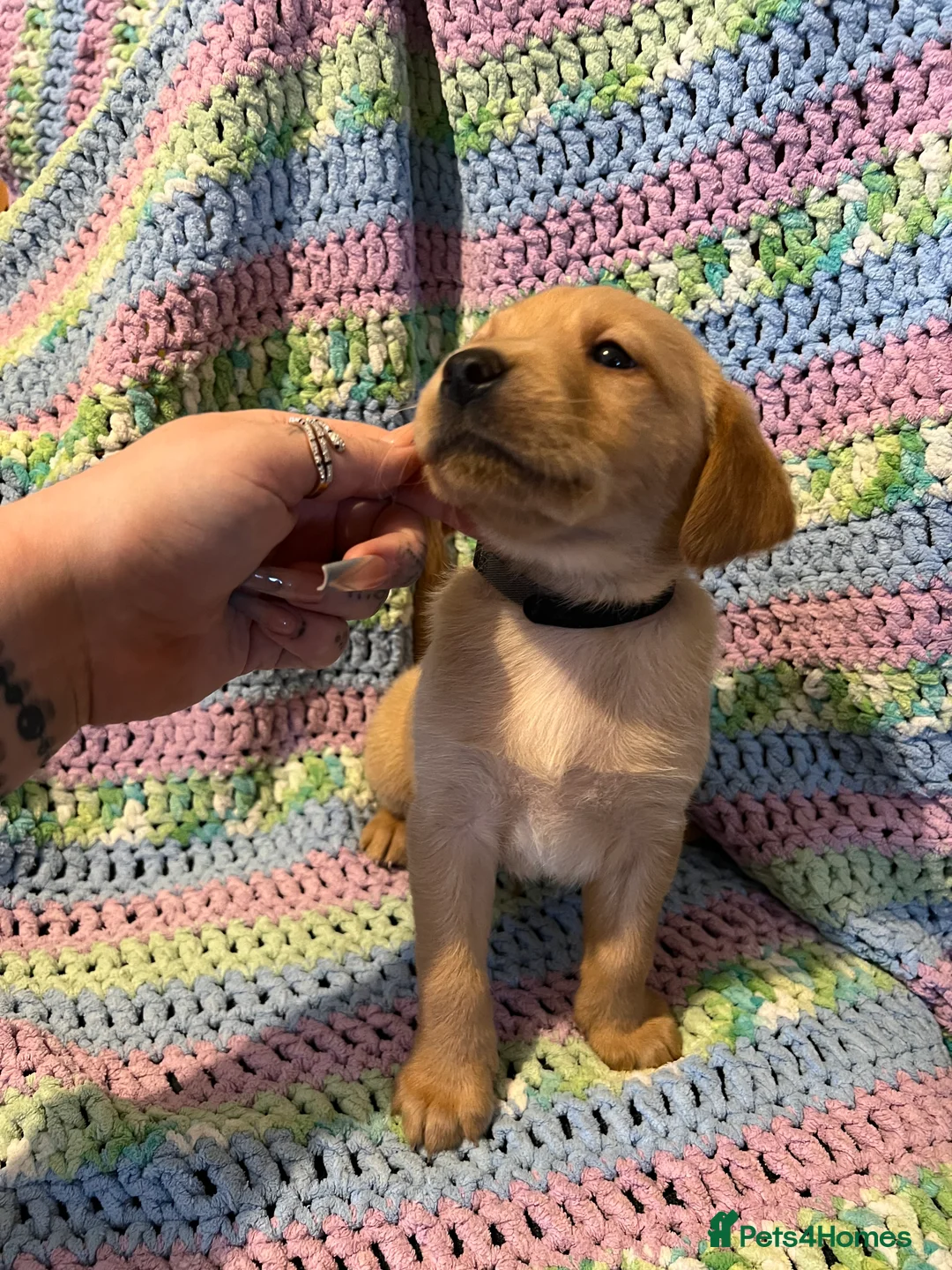 Labrador Retriever dogs for sale: Only one left KC Fox Red Labrador Puppies - Advert 10