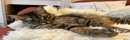 Mixed Breed cats for adoption: Fluffy loving SAMRA is looking for a home in London - Advert 5