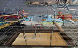 Parrots birds for sale: Beautiful ringneck looking for a new home - Image 2