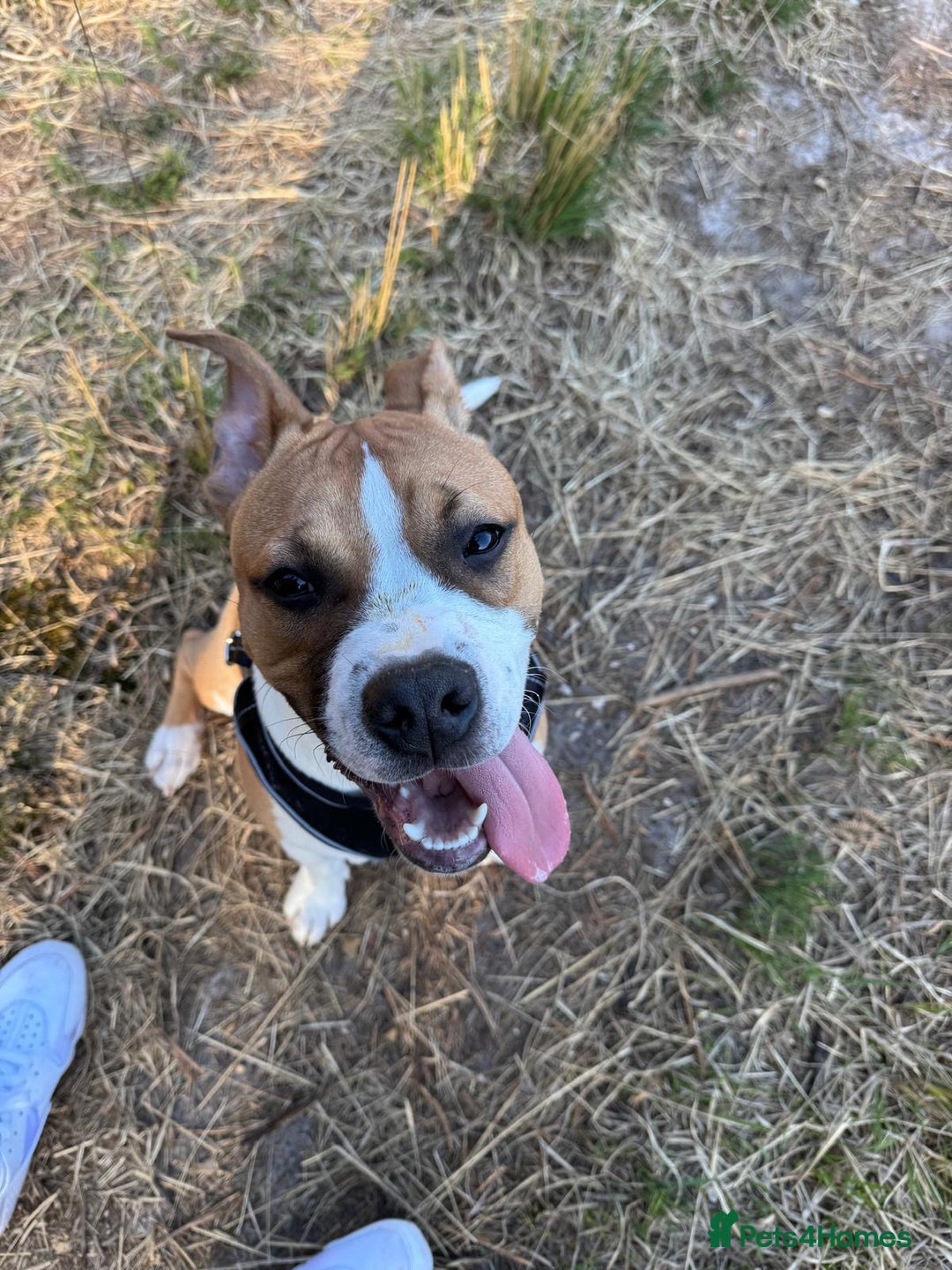 Staffordshire Bull Terrier dogs for sale: staffy for sale  - Image 7