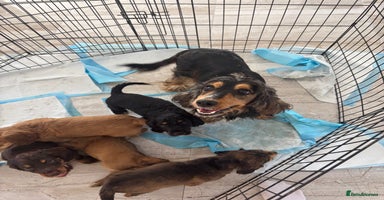 Cocker Spaniel dogs in Bury Saint Edmunds - Advert 5
