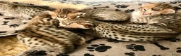 Savannah cats for sale: Beautiful full pedigree savannah kittens  - Advert 32