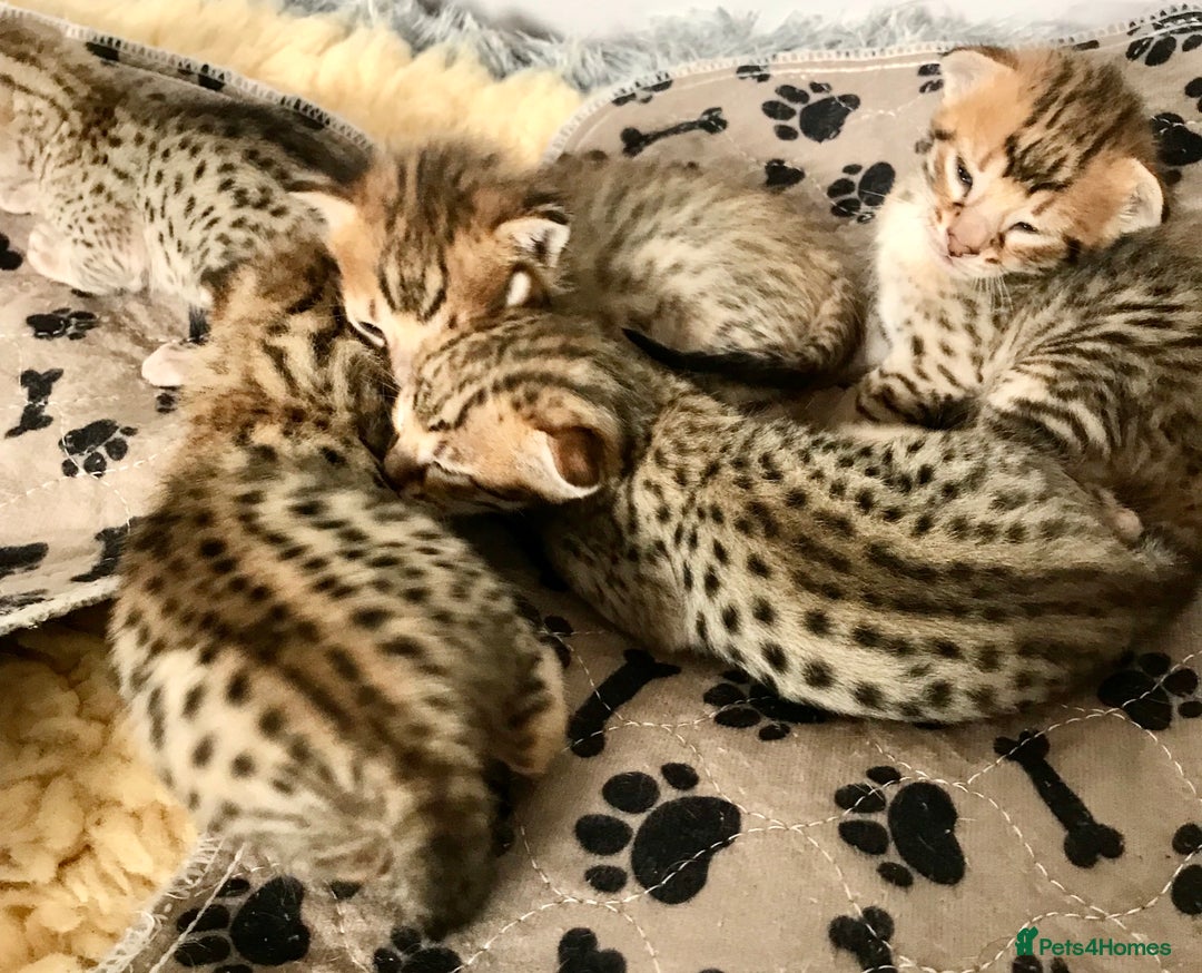 Savannah cats for sale: Beautiful full pedigree savannah kittens  - Image 25