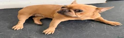 French Bulldog dogs for sale: Beautiful Lilac Fawn Female French Bulldog 5 years in South Croydon - Advert 3
