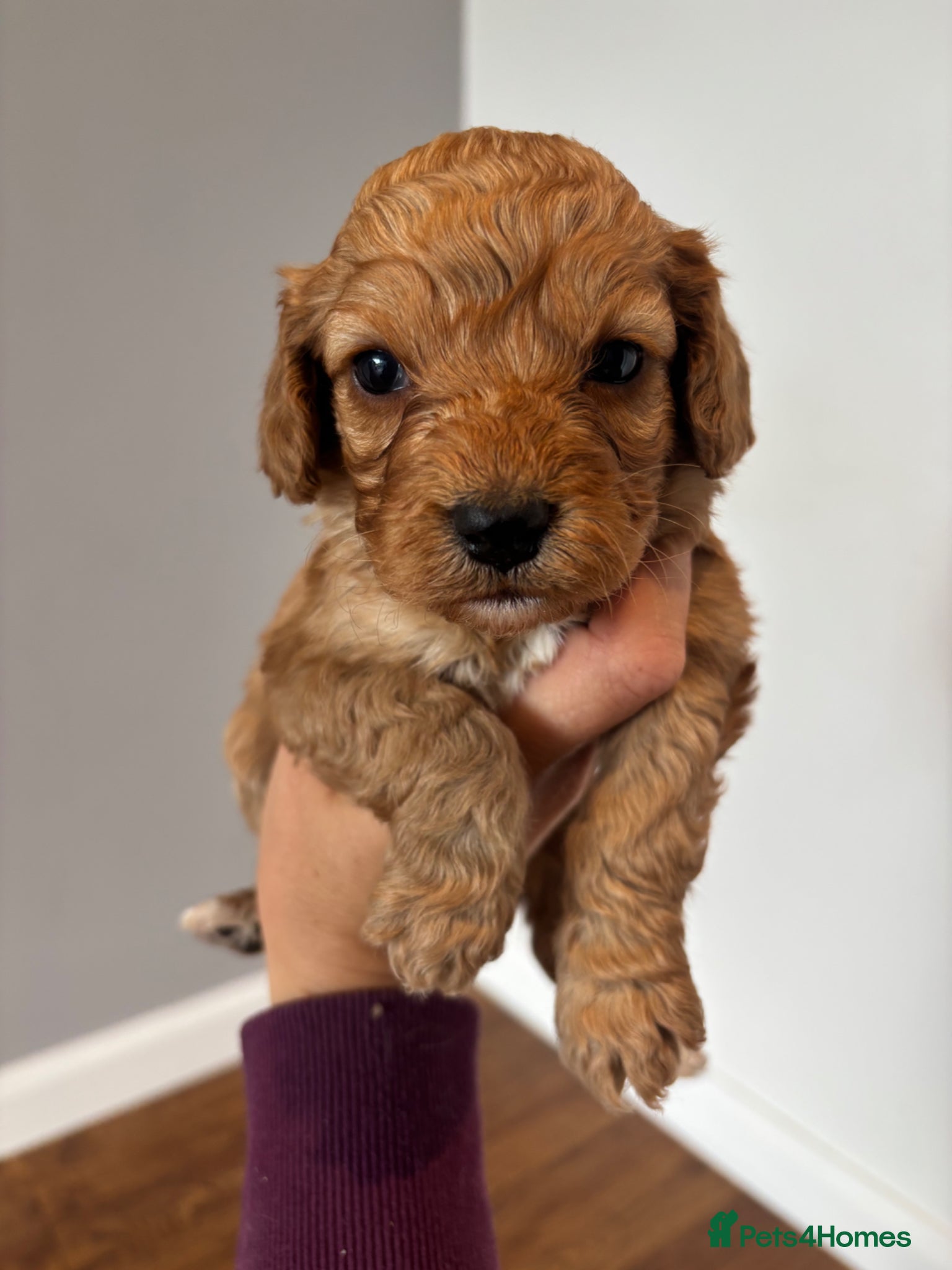Cockapoo dogs F1 Cockapoo Puppies  - Advert 1