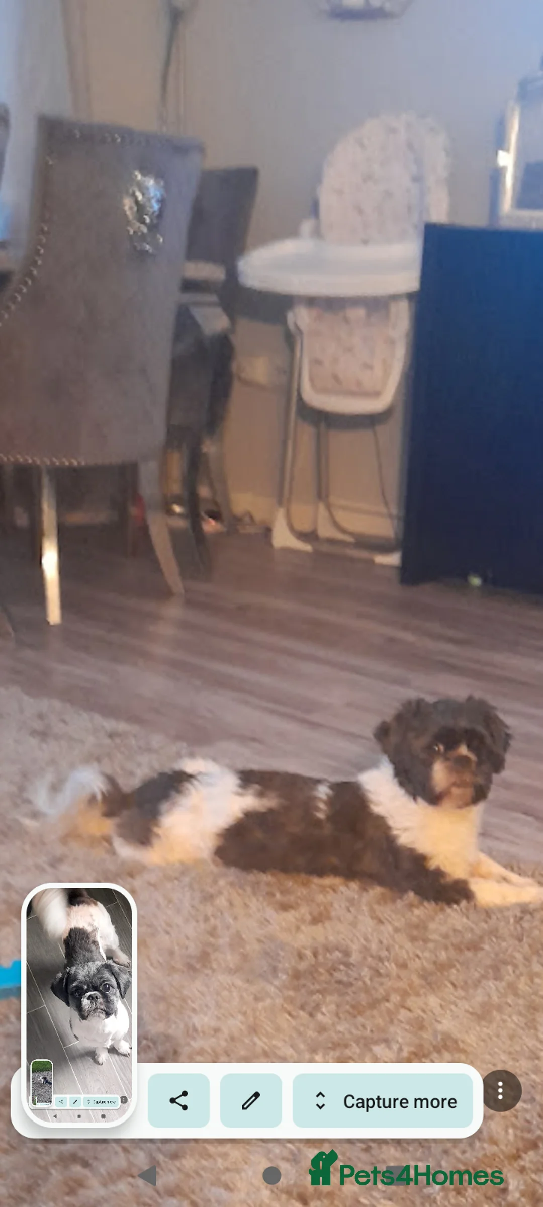 Mixed Breed dogs for sale: 4 beautiful female shipoos available now  - Advert 1