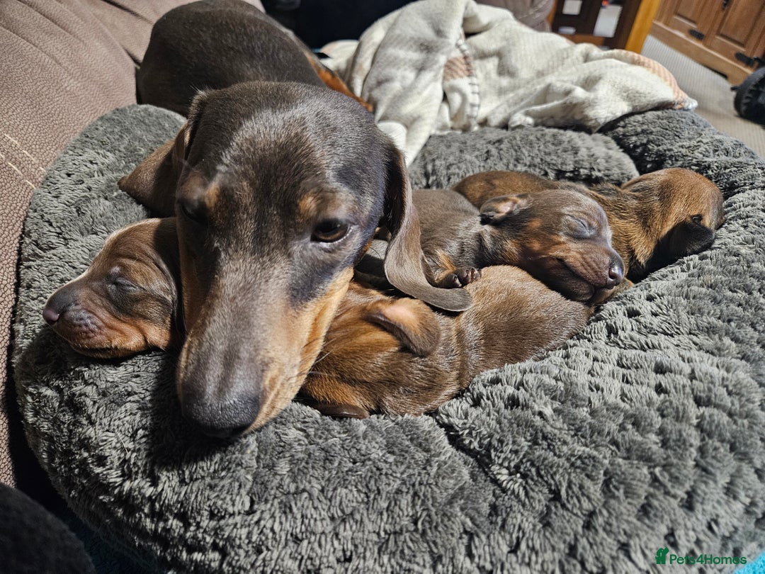 Dachshund dogs for sale: Girl pup for sale - last of her litter!  - Advert 6