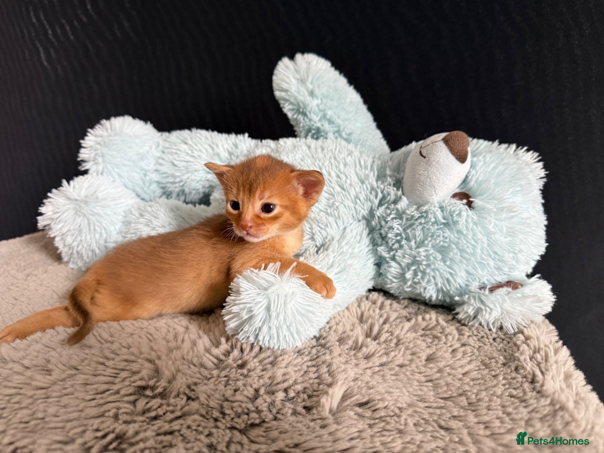 Abyssinian cats TICA reg rarest colours Aby kittens boys and girls - Advert 2